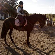 Anden særlig race Shikira "Leveret tilbage"