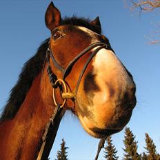 New Forest Populierenhof's Rambo