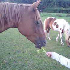 Arabisk fuldblod (OX) Pasqua 3686 *PENSIONERET*