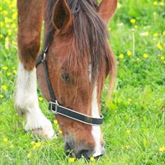 Anden særlig race Kasmir -solgt & elsket <3