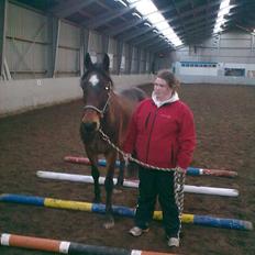 Welsh Cob (sec D) Donnovan - solgt