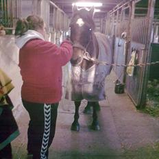 Welsh Cob (sec D) Donnovan - solgt