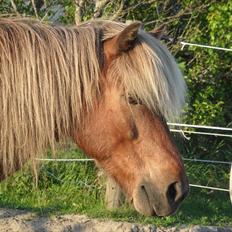 Islænder Soti fra Hejnstrup