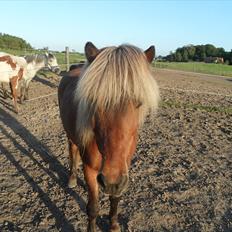 Islænder Soti fra Hejnstrup