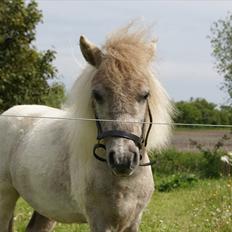 Shetlænder Frederik