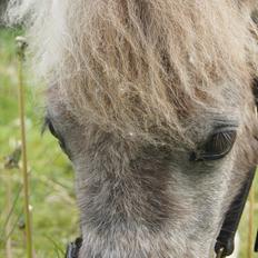 Shetlænder Frederik