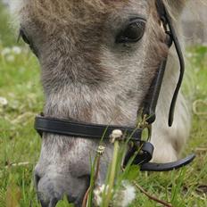 Shetlænder Frederik