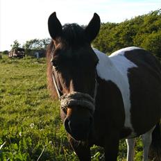 Anden særlig race Fattiggårdens NoName 