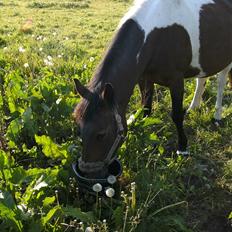 Anden særlig race Fattiggårdens NoName 