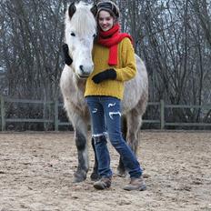 Islænder Ganti fra Hvam