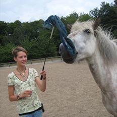 Islænder Ganti fra Hvam