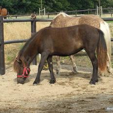 Islænder - Jodís Jernbjerg