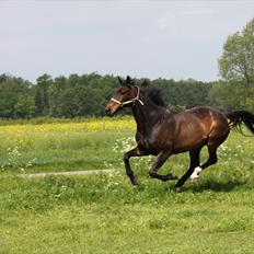 Dansk Varmblod Michado