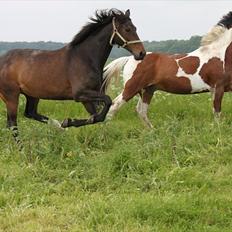 Dansk Varmblod Michado