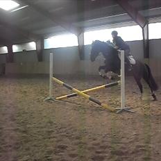 Hannoveraner Shakira (gl. part)