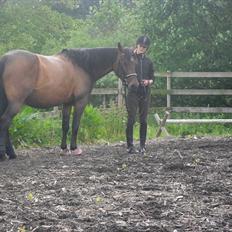 Hannoveraner Shakira (gl. part)