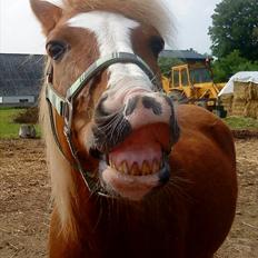 Anden særlig race Asterix †