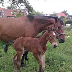 Dansk Varmblod Her Royal Princesse