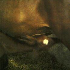 Dansk Varmblod Her Royal Princesse