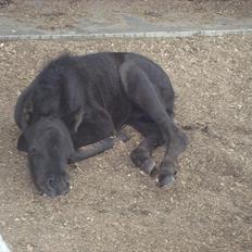 Dartmoor Thorøe's Honeymoon