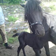 Dartmoor Thorøe's Honeymoon