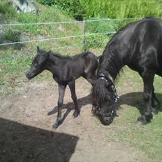 Dartmoor Thorøe's Honeymoon