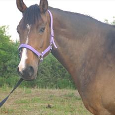 Dansk Varmblod Søndermarkens Chikeline