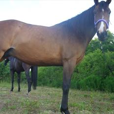 Dansk Varmblod Søndermarkens Chikeline