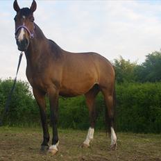 Dansk Varmblod Søndermarkens Chikeline
