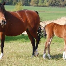 Anden særlig race Lykkebo's Athena