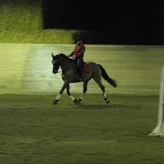 Dansk Varmblod Stenbrogårdens Fadroneur