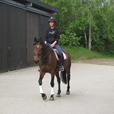 Hollandsk Varmblod Tricia R.I.P <3<3<3<3