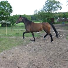 Hollandsk Varmblod Tricia R.I.P <3<3<3<3