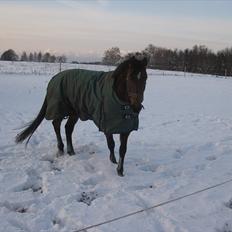 Hollandsk Varmblod Tricia R.I.P <3<3<3<3