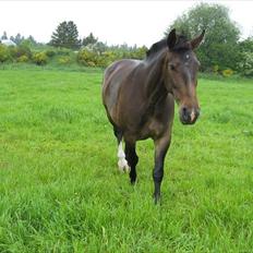 Anden særlig race Chanell 