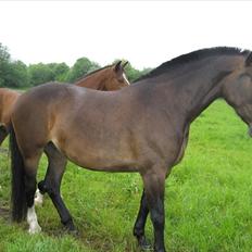 Anden særlig race Chanell 