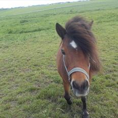 Anden særlig race Sesam  SOLGT