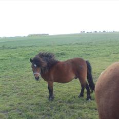 Anden særlig race Sesam  SOLGT