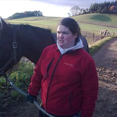 Welsh Cob (sec D) Donnovan - solgt