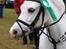 Welsh Pony (sec B) †Marmaja flika R.I.P† - Springstævne BOOR D.13.05.2010 LD delt 4.plads/LC 4.plads