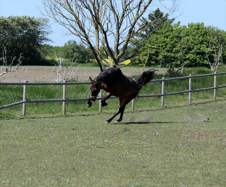 Anden særlig race Idom Aadahl's Max  - Vil galop på marken ;-) billede 16
