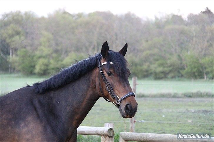 Anden særlig race Idom Aadahl's Max  - Dressur træning sommeren 2010 - dejlig galop ;-) billede 17