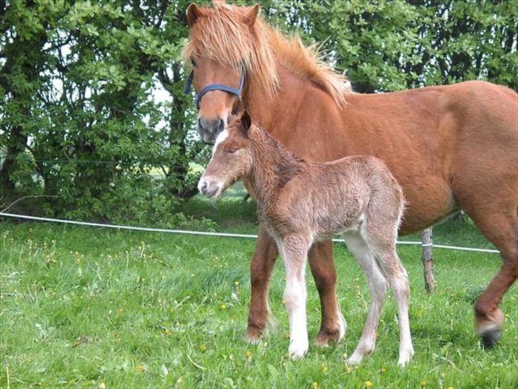 Islænder Hrina fra sortenborg - Hrina og hendes mor billede 6