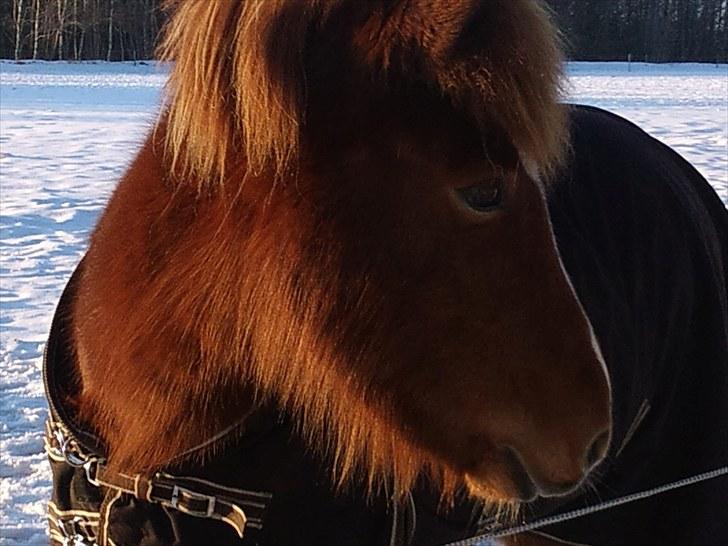 Islænder Hrina fra sortenborg - vinter 09/10 billede 9