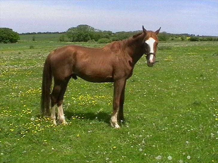 Hollandsk Varmblod CALDOS billede 3