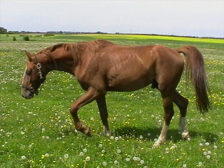 Hollandsk Varmblod CALDOS billede 4