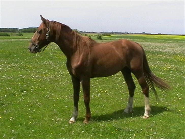 Hollandsk Varmblod CALDOS billede 5