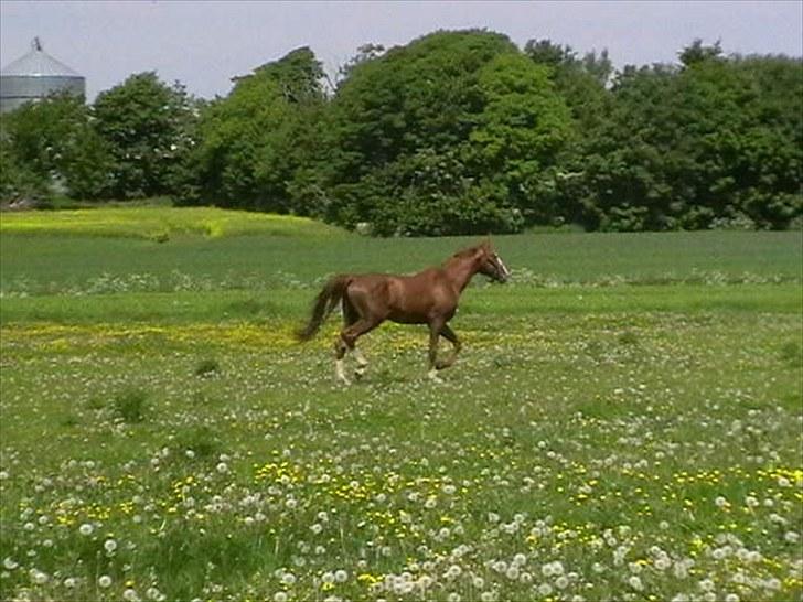 Hollandsk Varmblod CALDOS billede 6