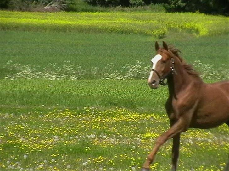 Hollandsk Varmblod CALDOS billede 7