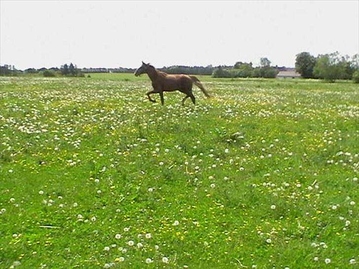 Hollandsk Varmblod CALDOS billede 8
